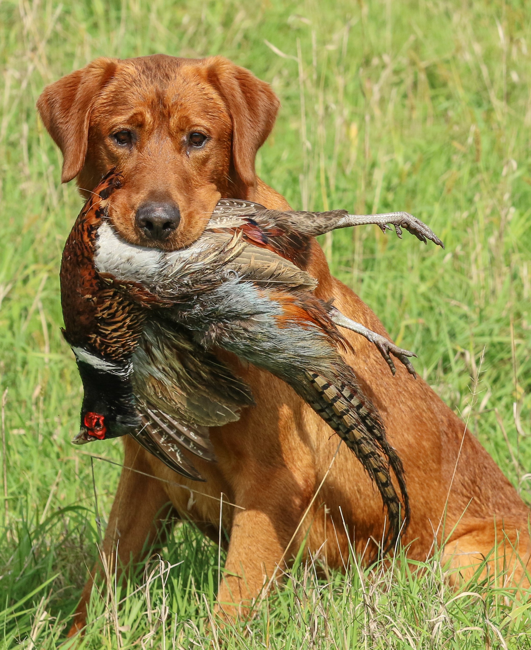 HRCH Krautkramer Ruger Red  MH | Yellow Labrador Retriver