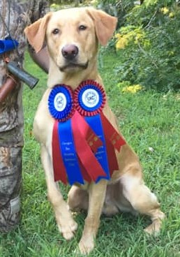 HRCH Sirmak Rushin' Billy WCX | Yellow Labrador Retriver