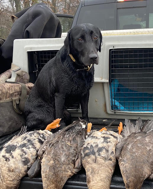 HRCH Wapanocca Bayou Lucy | Black Labrador Retriver