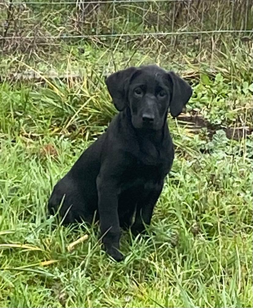 Oakley Ann's A Sure Shot | Black Labrador Retriver