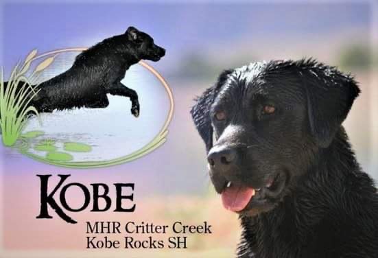 CH MHR Critter Creek Kobe Rocks SH | Black Labrador Retriver