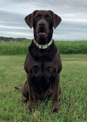 Highpoint's South Dakota Redneck | Chocolate Labrador Retriver