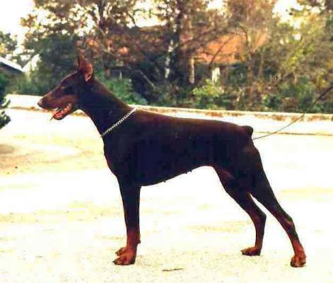 Karma v. Norden Stamm | Brown Doberman Pinscher