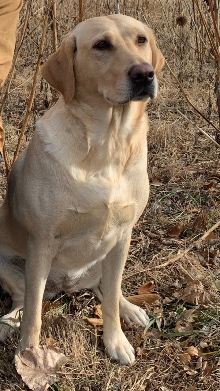 Koenig's Queen Super-nova | Yellow Labrador Retriver