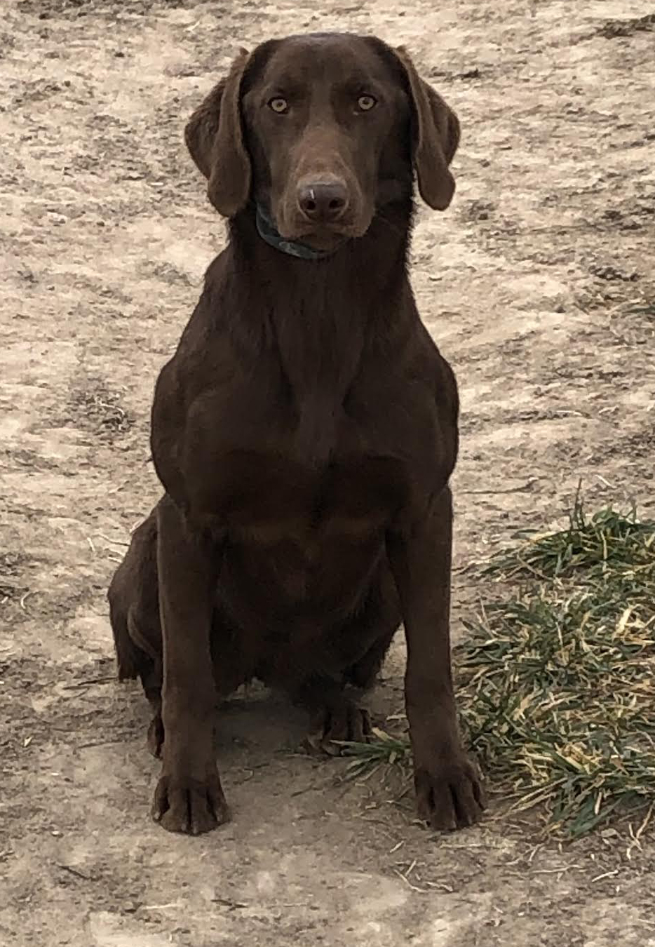 Kindig's Big Change of Mind | Chocolate Labrador Retriver