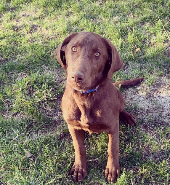 Kindig's Big Change of Mind | Chocolate Labrador Retriver