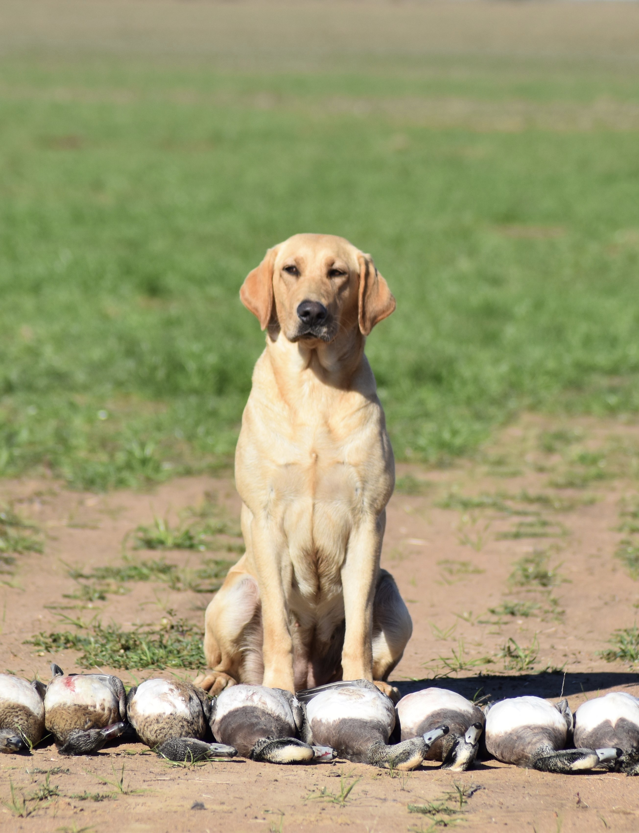 HRCH Vardeman's Nothing Too Fancy | Yellow Labrador Retriver