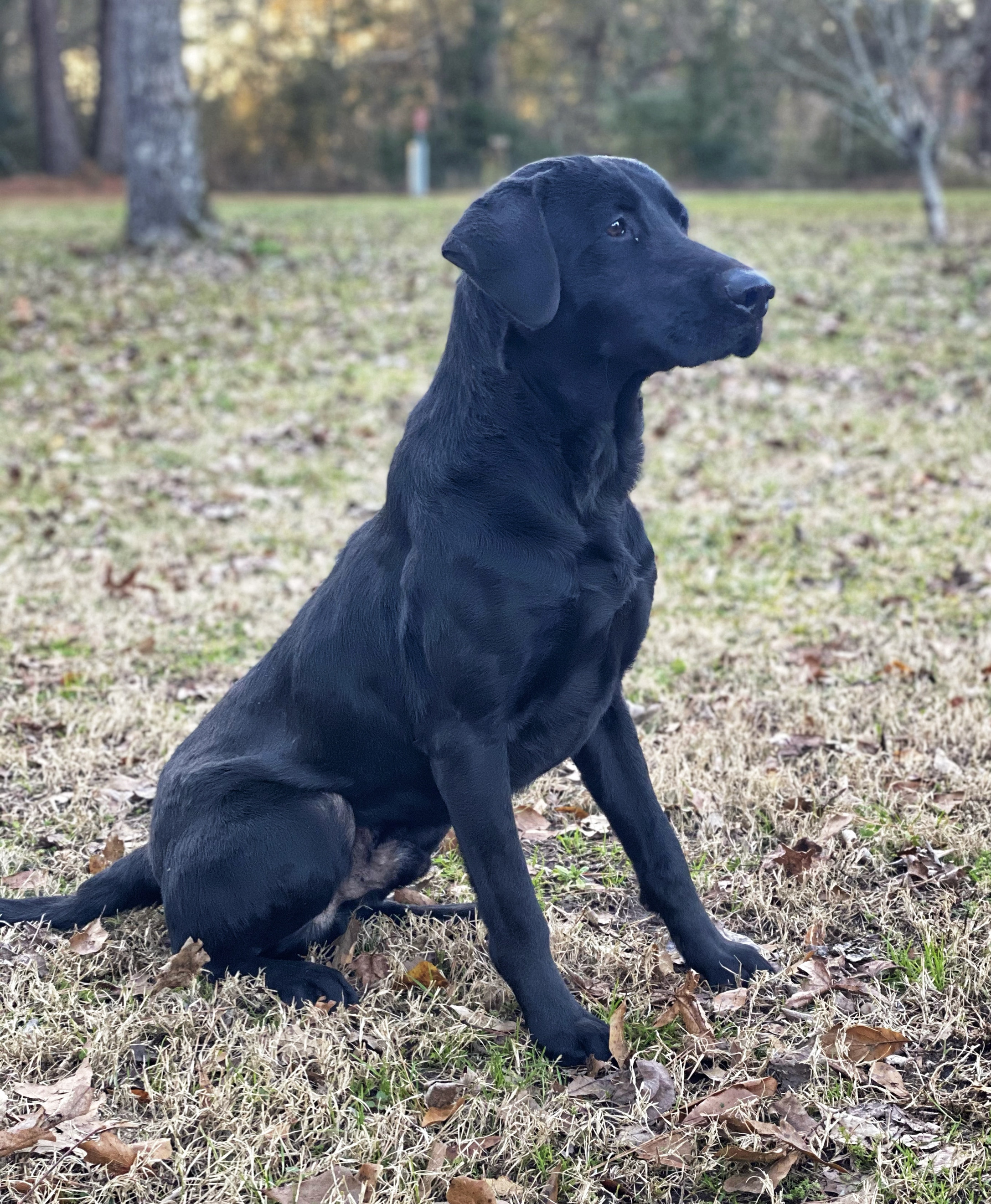 HRCH Vardeman's East Texas Timber Rattler | Black Labrador Retriver