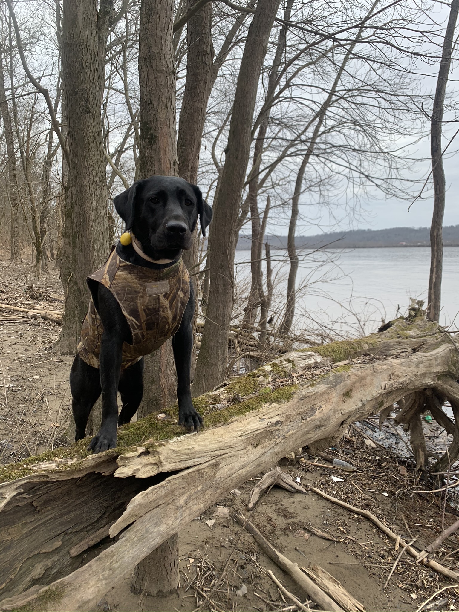 Roe's Just Another Manic Molly | Black Labrador Retriver