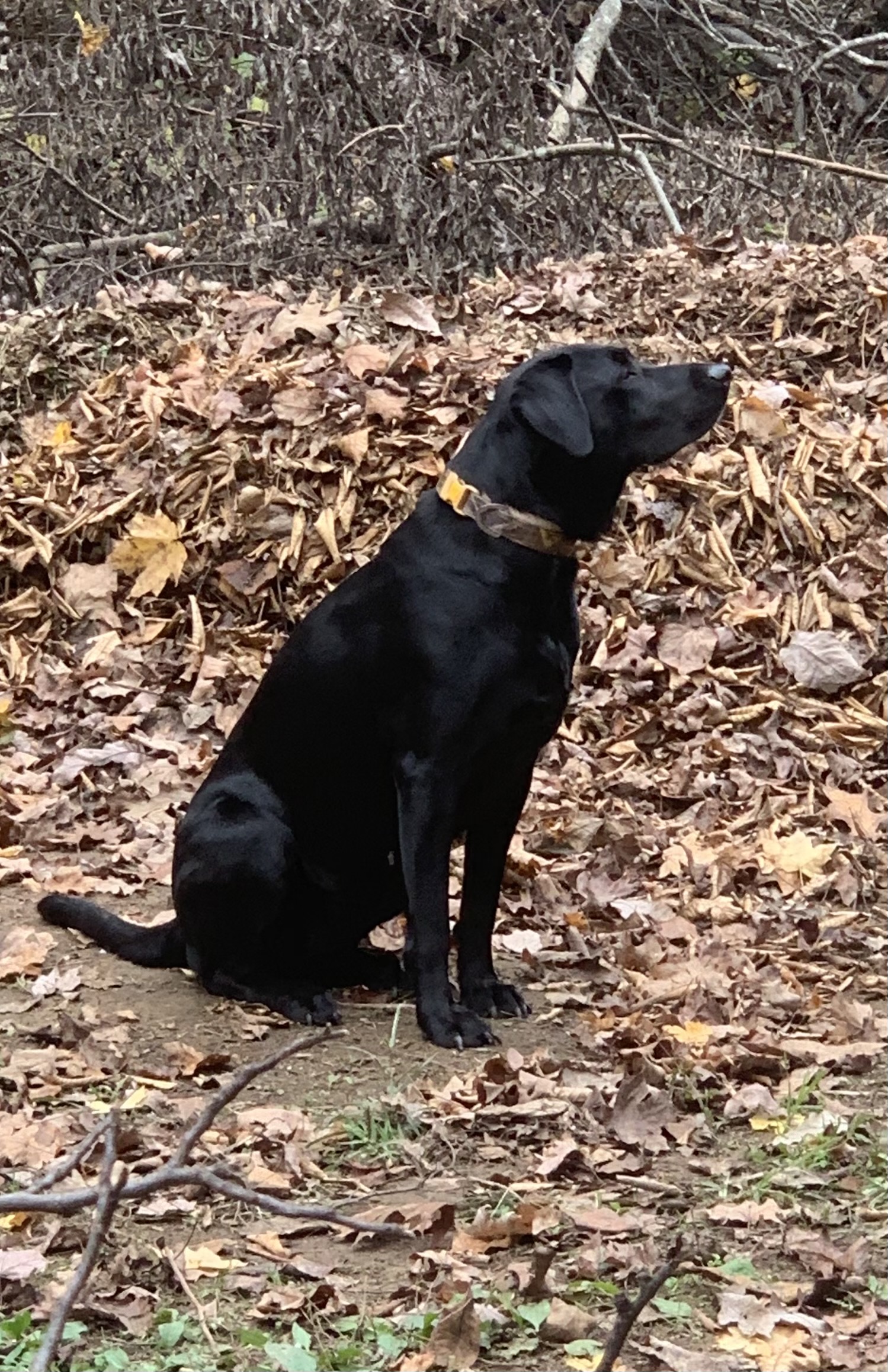 Roe's Just Another Manic Molly | Black Labrador Retriver