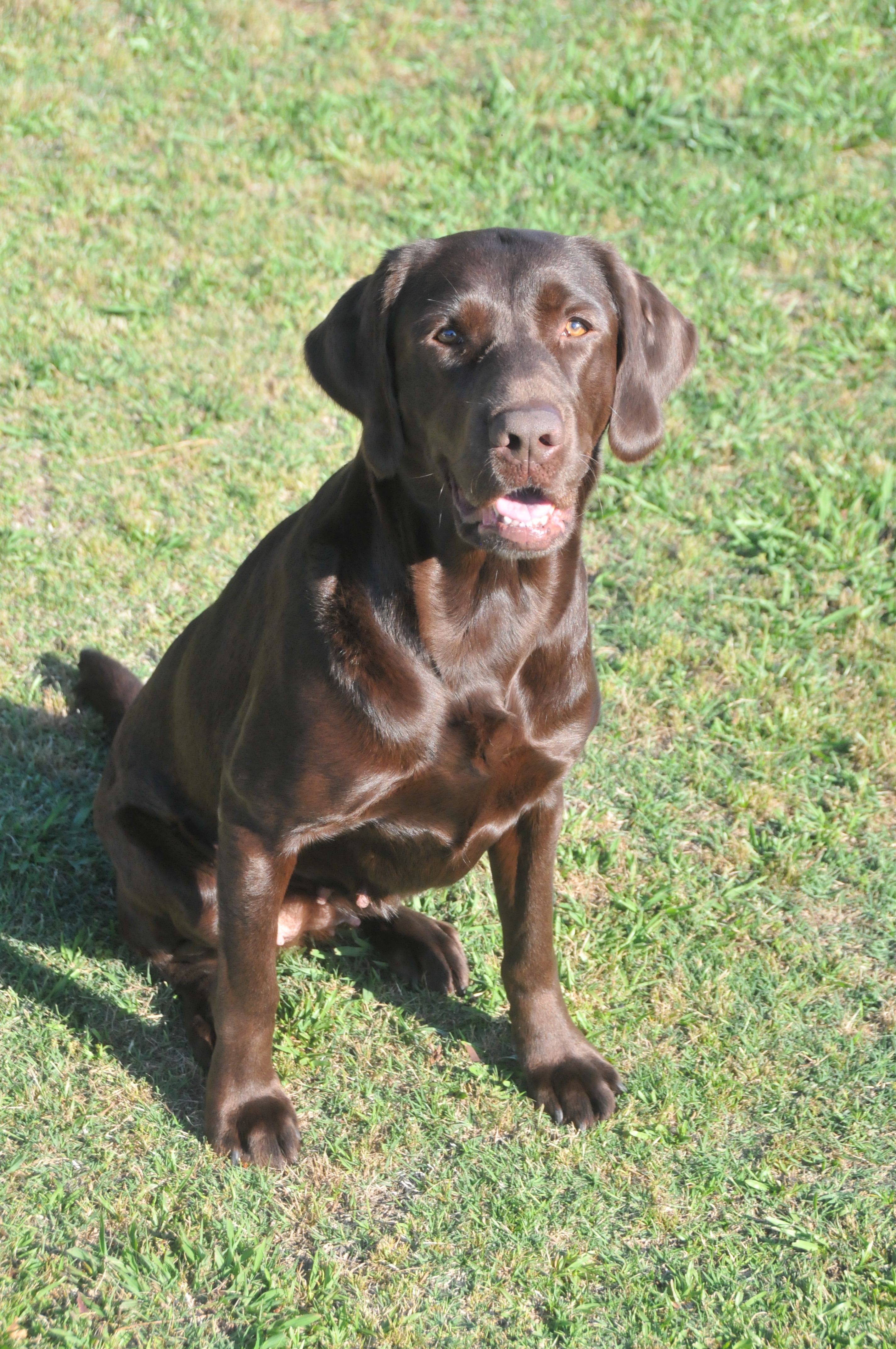 Sprig's Ragin Star Of The Swamp MH | Chocolate Labrador Retriver