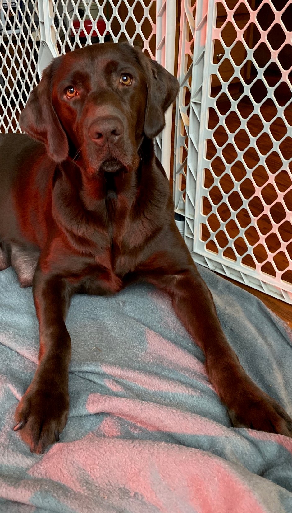 Sprig's Ragin Star Of The Swamp MH | Chocolate Labrador Retriver