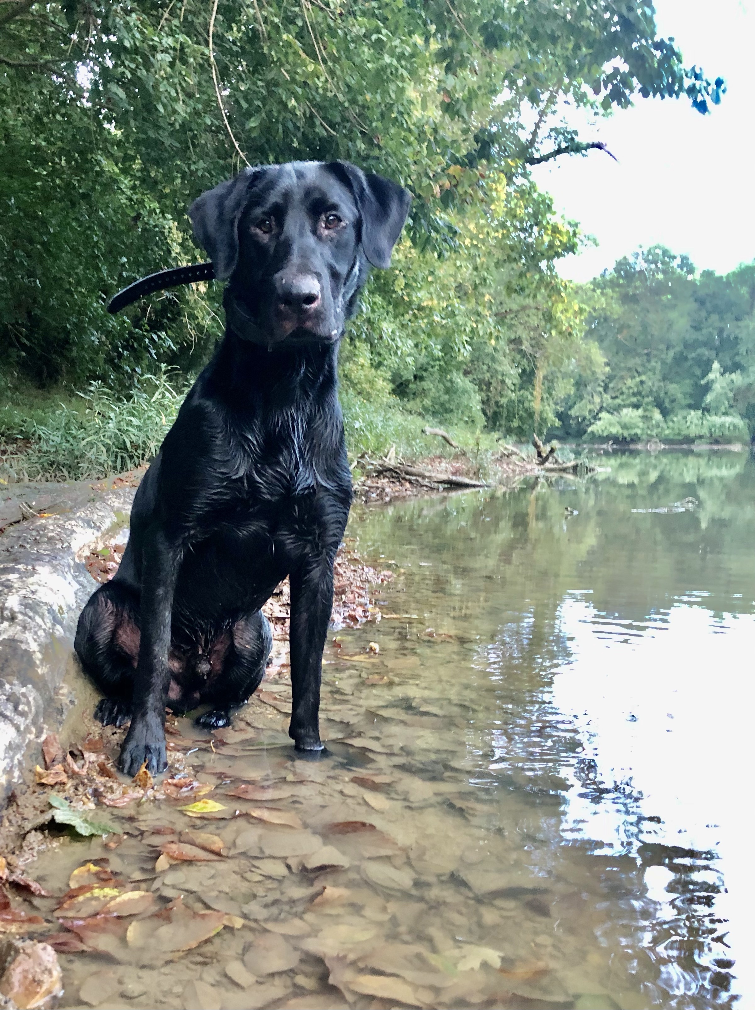 HR Buck Creek's Scratch Out A Woody | Black Labrador Retriver