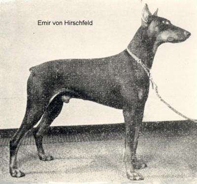 Emir v. Hirschfeld | Black Doberman Pinscher