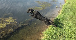 HR Buck Creek's Scratch Out A Woody | Black Labrador Retriver