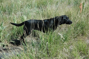 CPR Bearpoint's Mighty Flurry | Black Labrador Retriver