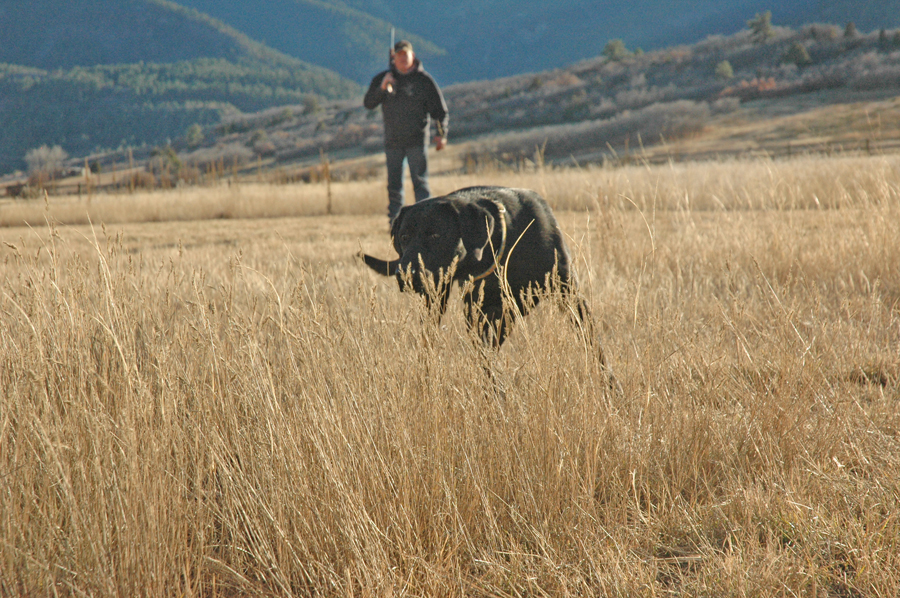 3X-GMPR  Bearpoint's Carbon Copy JH | Black Labrador Retriver