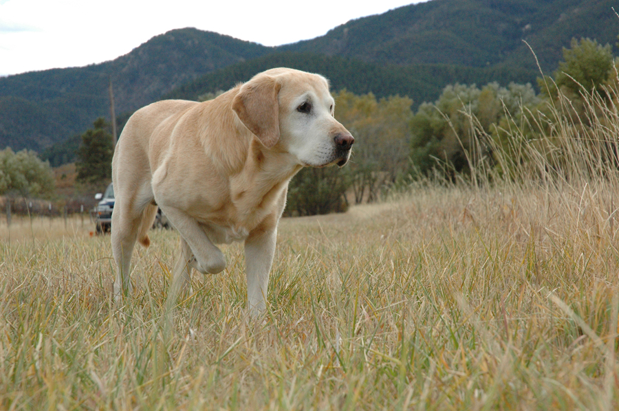 4X-GMPR HRCH Black Forest's Bear Grits  MH (APLA HOF) | Yellow Labrador Retriver