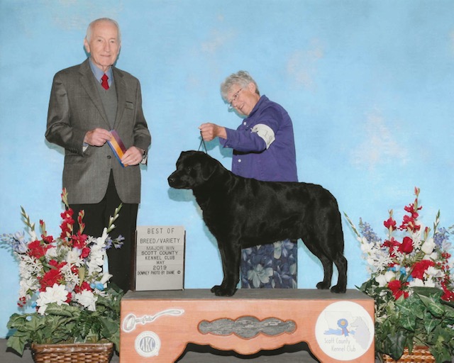 CH Dutch Hollow's Man About Town TD, RI, TKI, SH, CGC, ACT 1J | Black Labrador Retriver