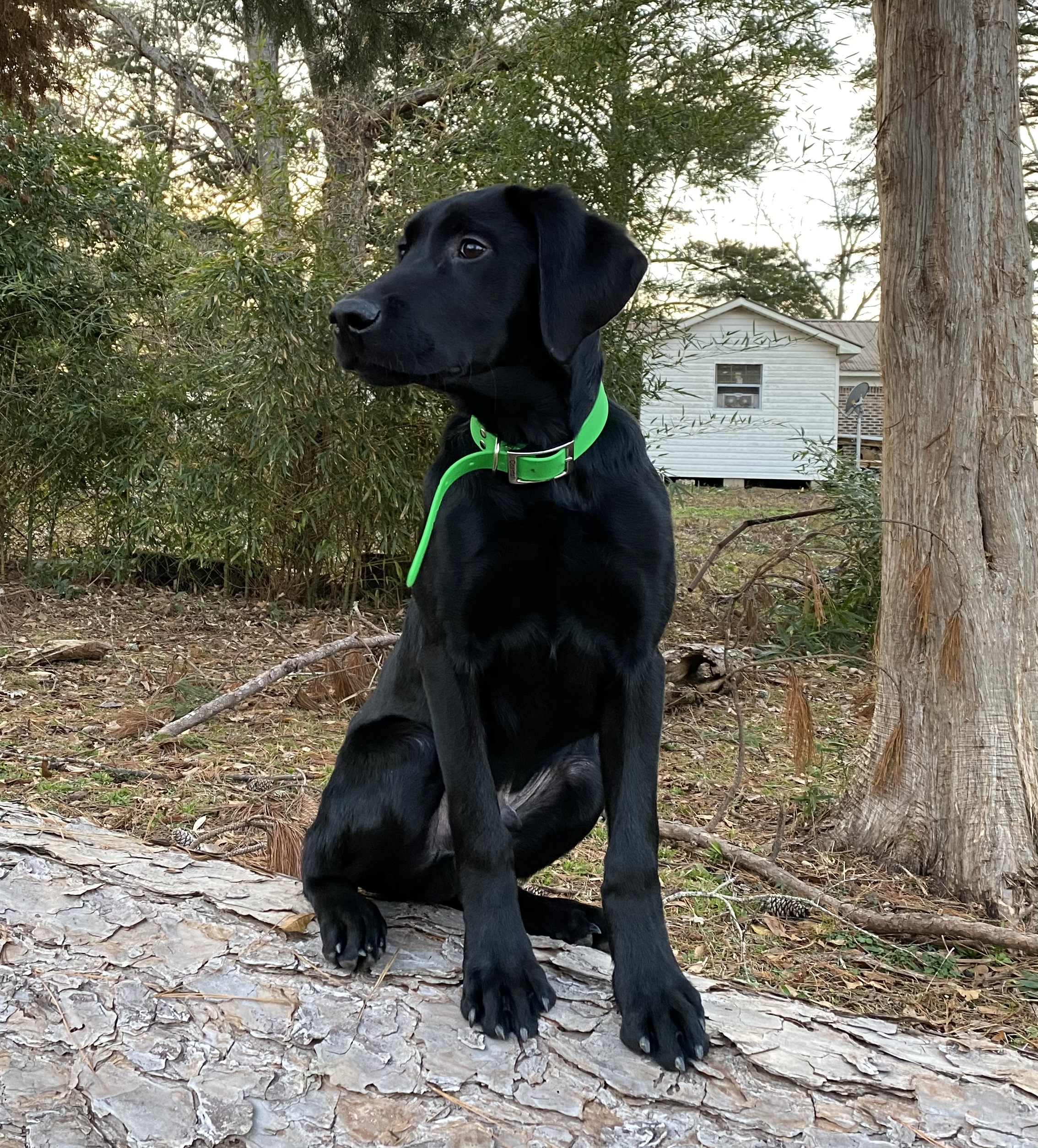 Dixieland Delta Riptide | Black Labrador Retriver