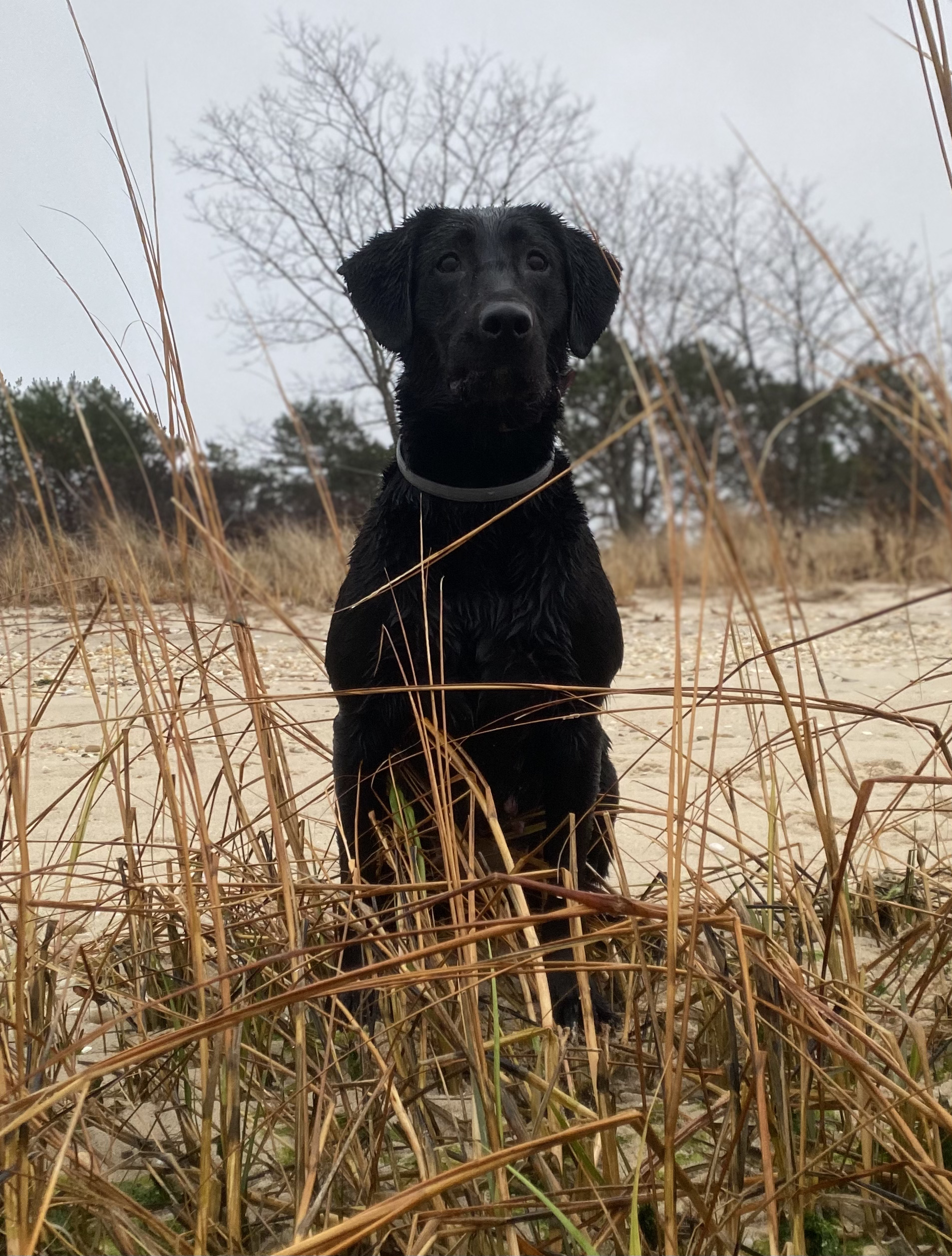 Watermarks Plymouth Belvedere | Black Labrador Retriver