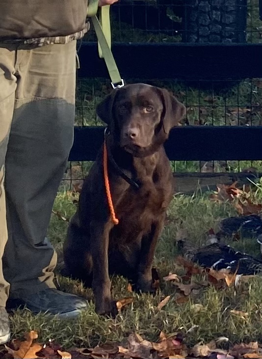 HR Flyingz’s Teal Southern Belle | Chocolate Labrador Retriver