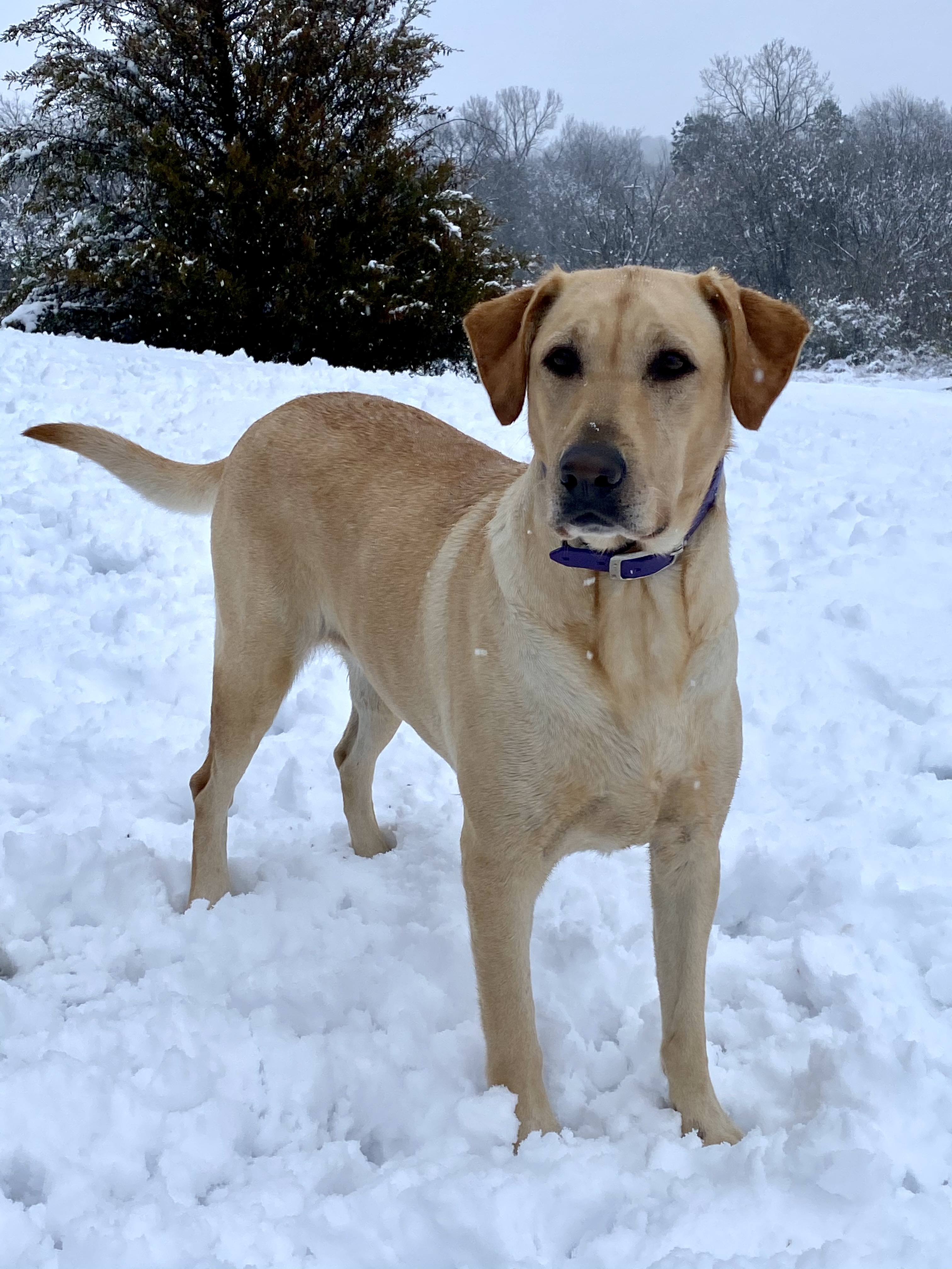 Deonier's Isabel Rae | Yellow Labrador Retriver