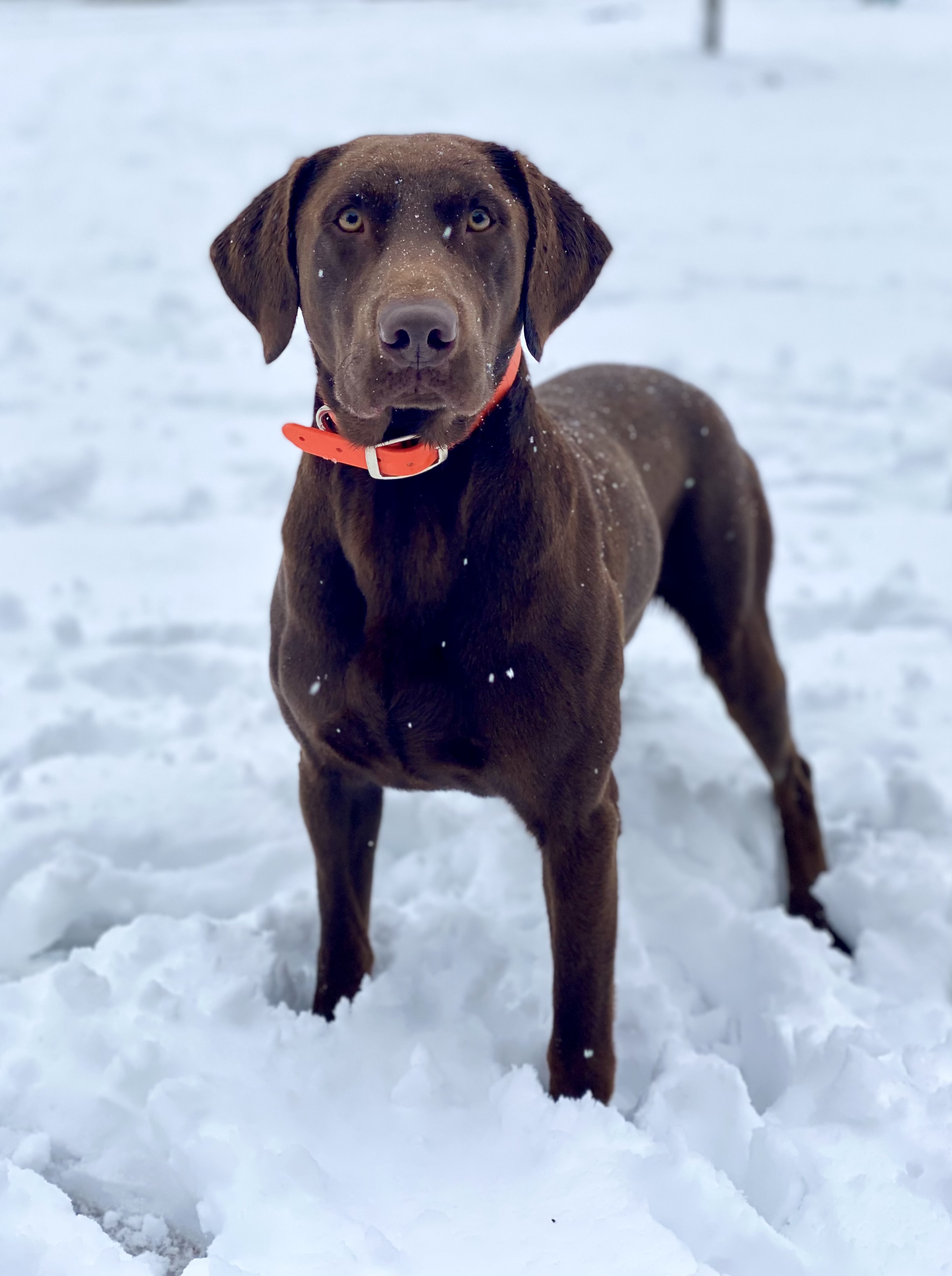 Deonier's Rumblin' Diesel | Chocolate Labrador Retriver