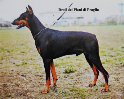 Droll Dei Piani Di Praglia | Black Doberman Pinscher