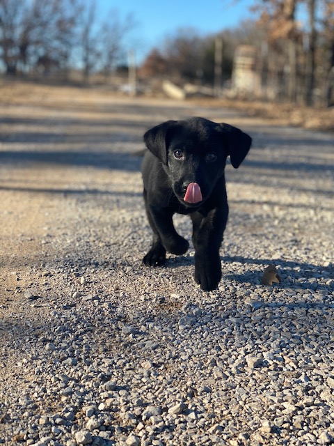 Pr’s Tornado In A Trailer Park | Black Labrador Retriver