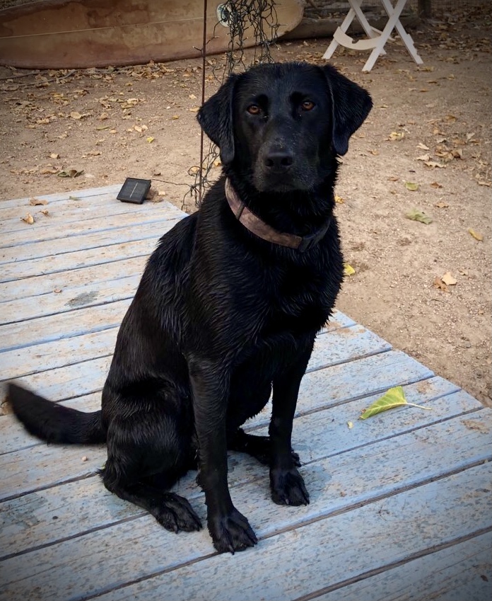 Ammo At Heavens Gate Vineyard | Black Labrador Retriver