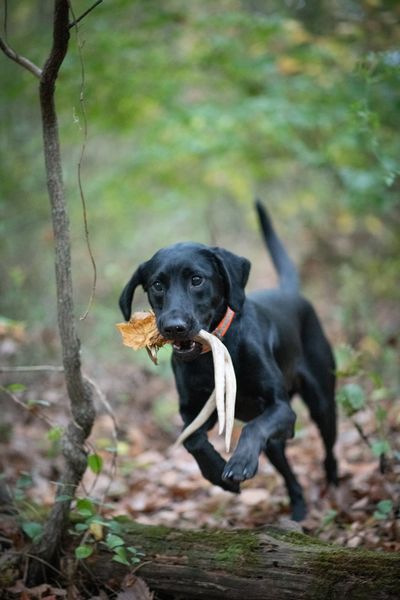 ESD,GRCHSD Two Arrows Jetta Jane JSH | Black Labrador Retriver