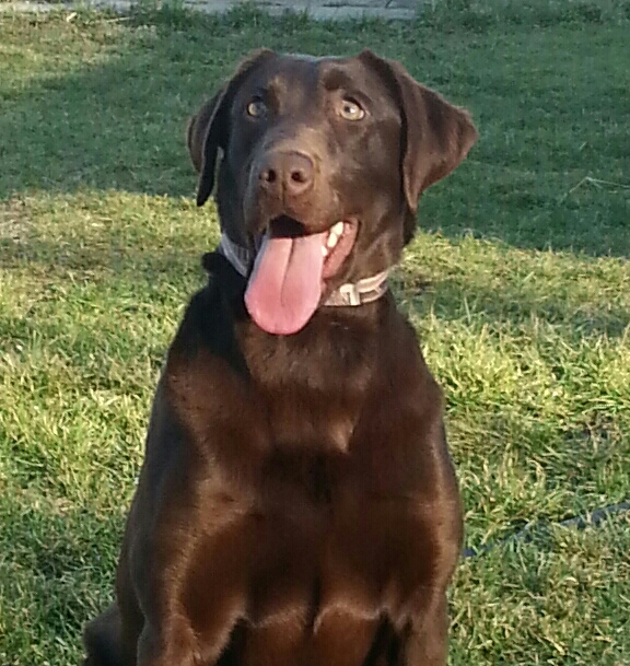 KADENS DOWN-N-DIRTY CHRISTA | Chocolate Labrador Retriver