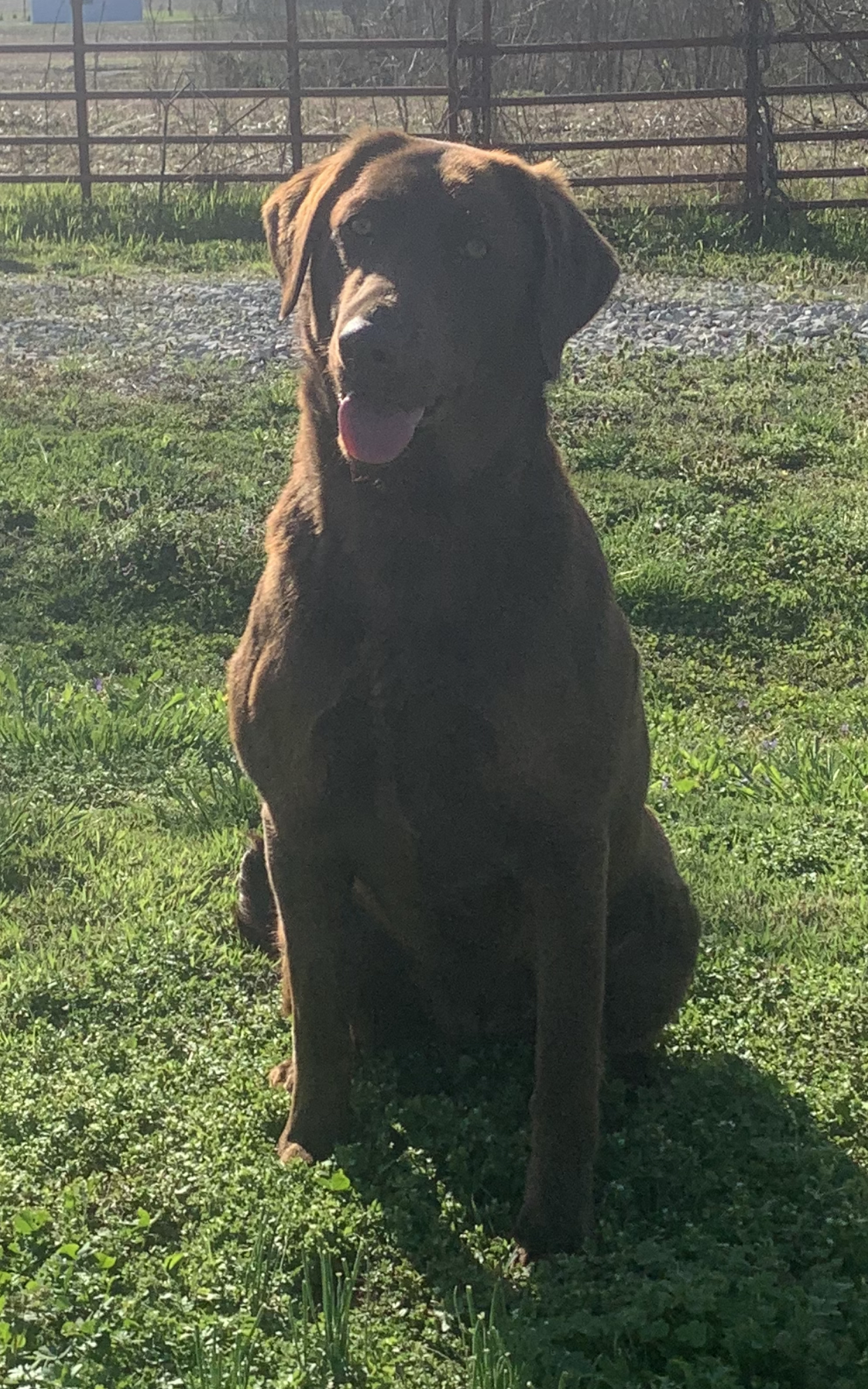 HRCH TEN BEAR’S COUNTRY DIRT ROAD | Chocolate Labrador Retriver