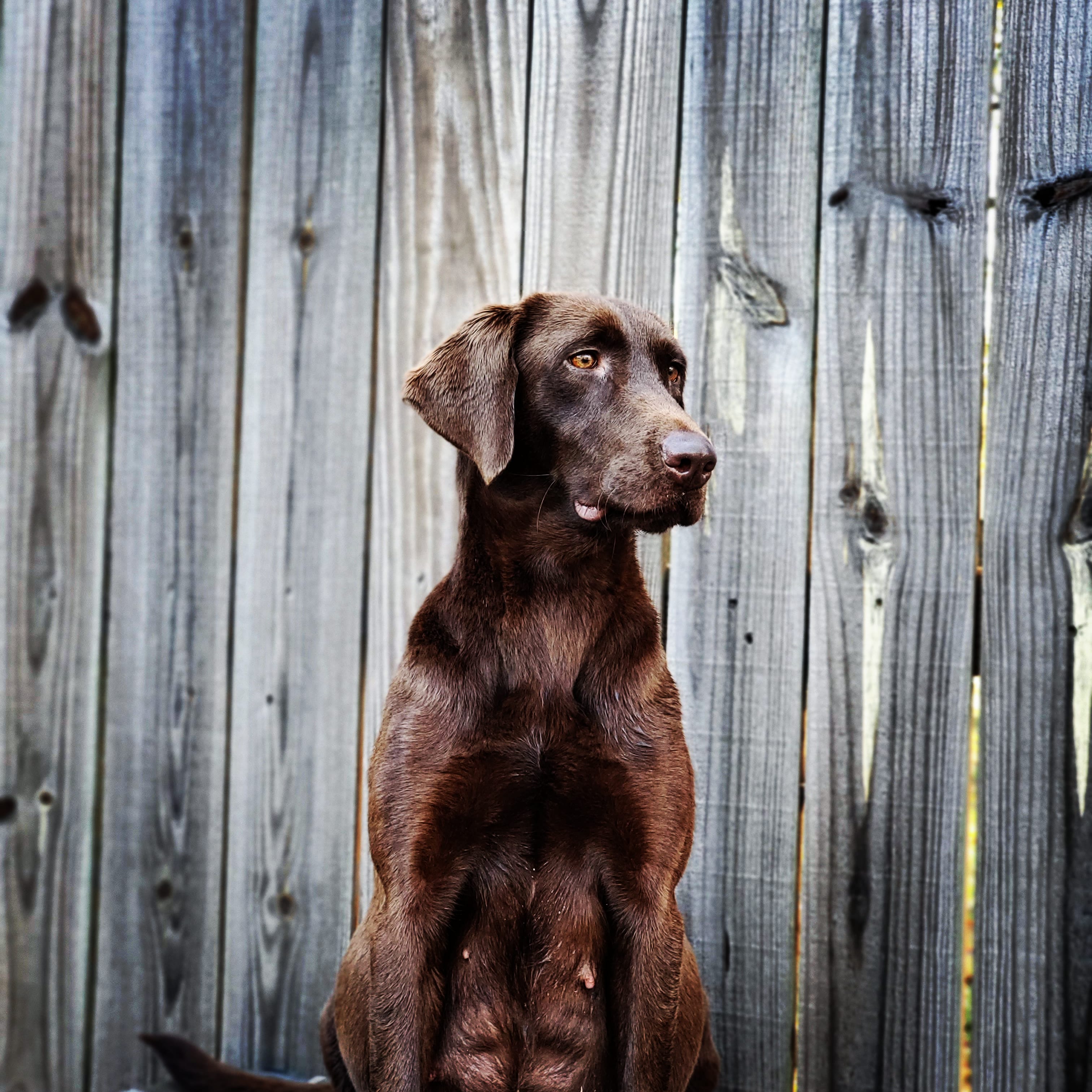 Hills' June Makin' Magic | Chocolate Labrador Retriver