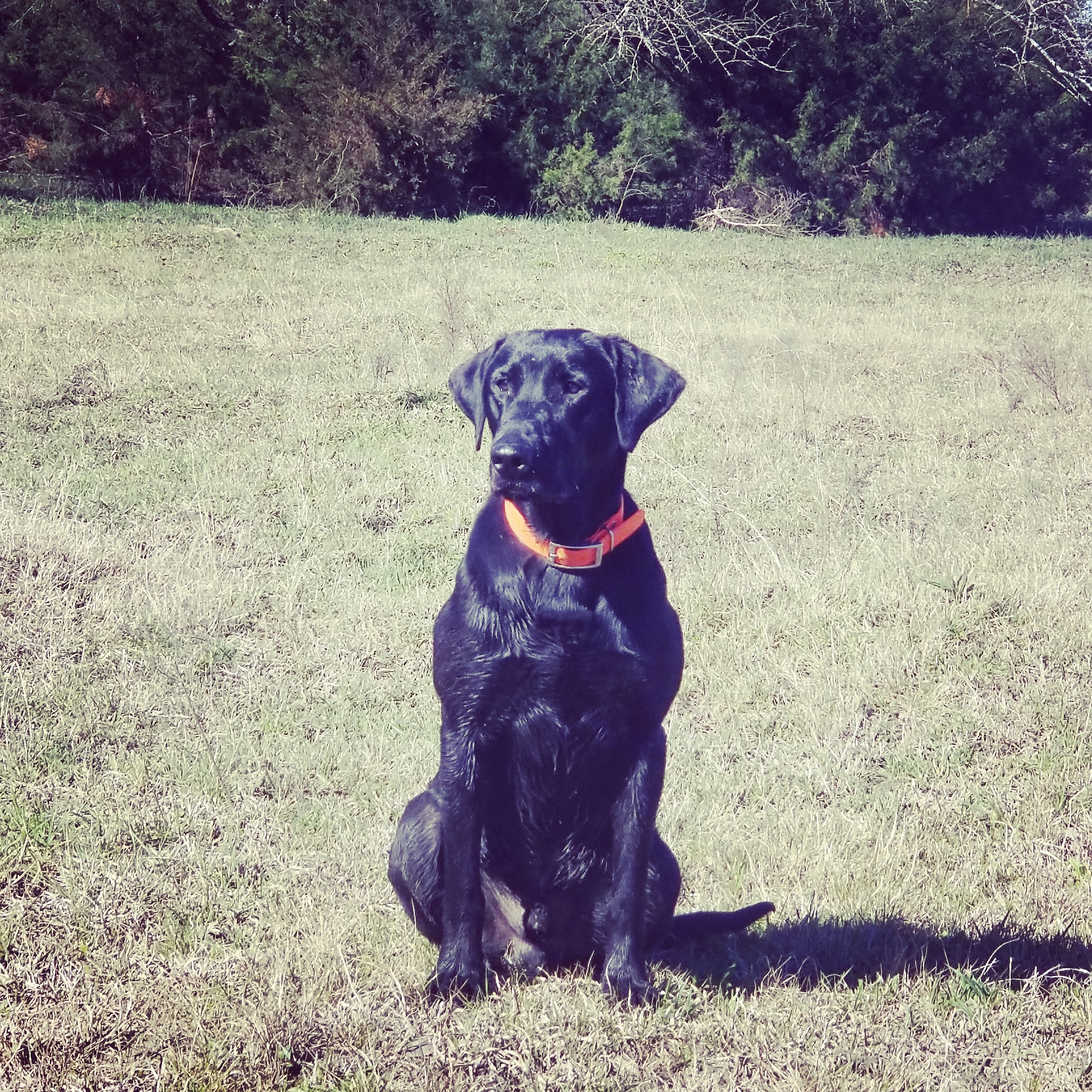 Hills Lone Story Of Jack JH | Black Labrador Retriver