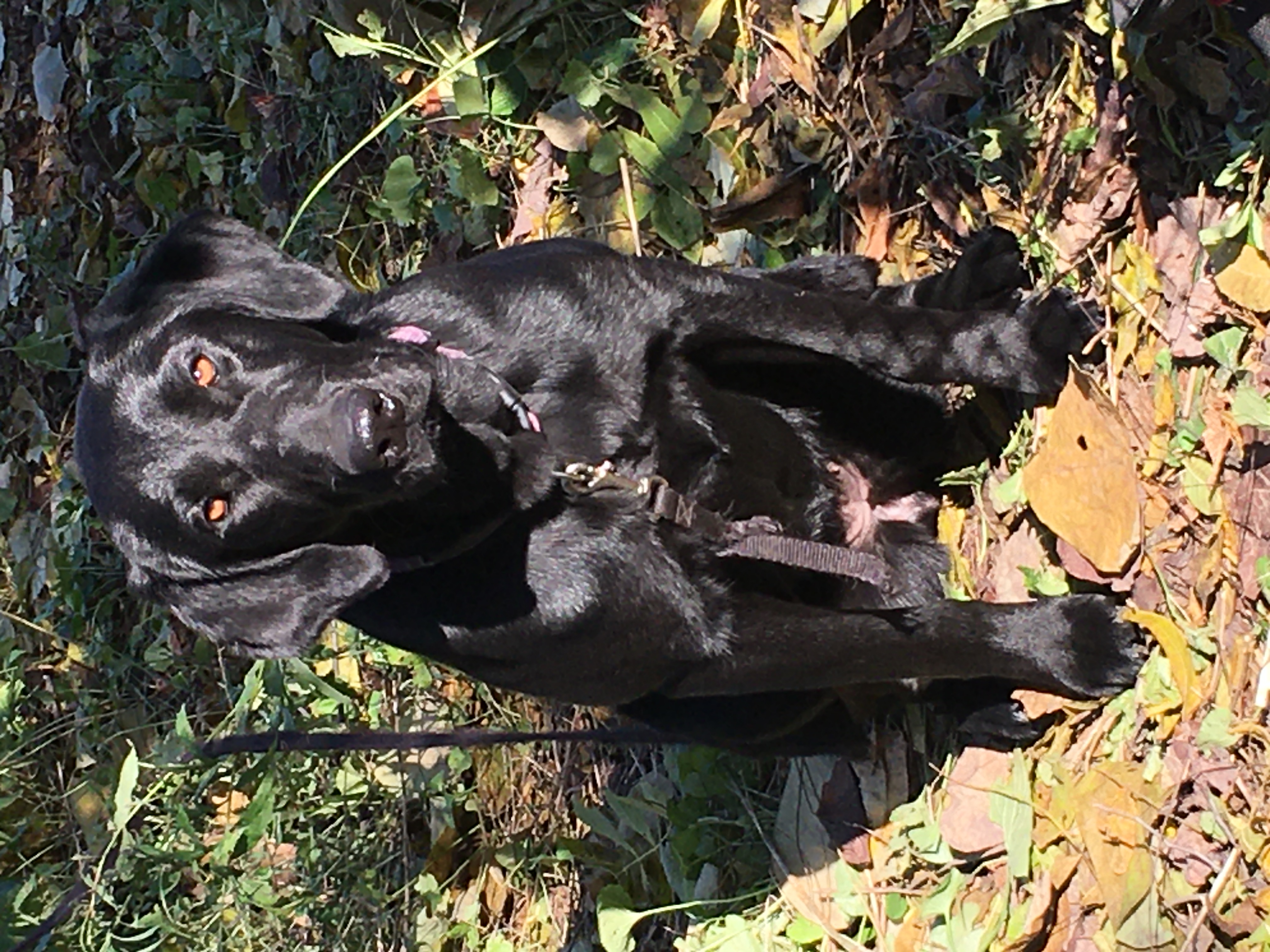 Cool Hearts On Fire JH | Black Labrador Retriver