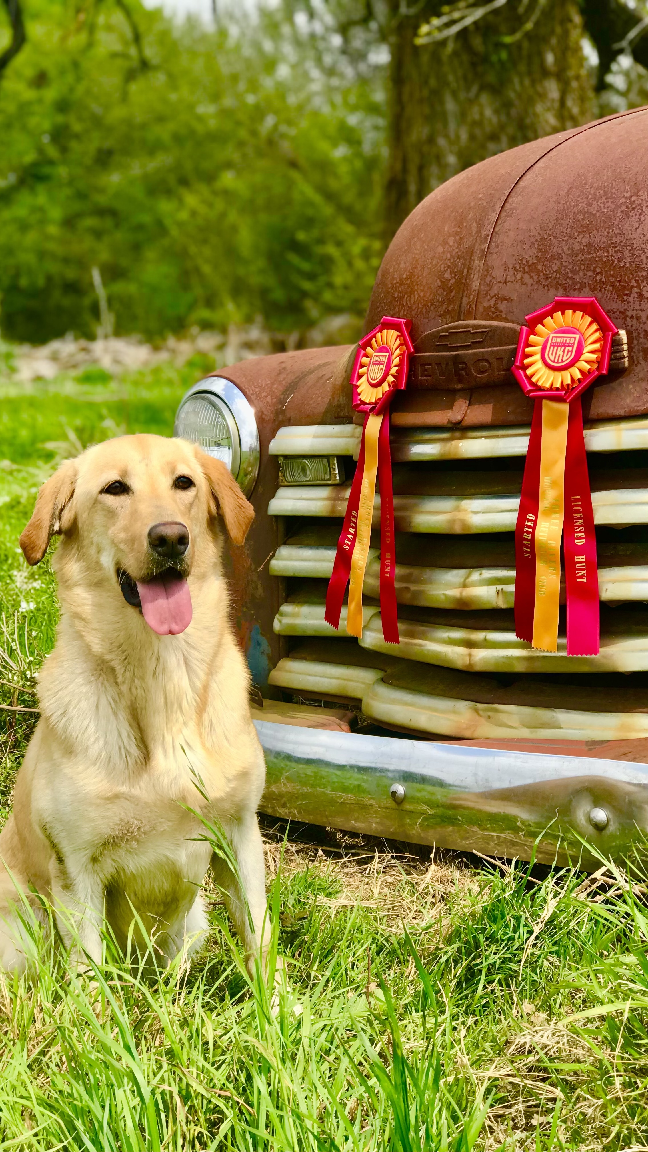 Bay’s FLK Blinded By The Light | Yellow Labrador Retriver