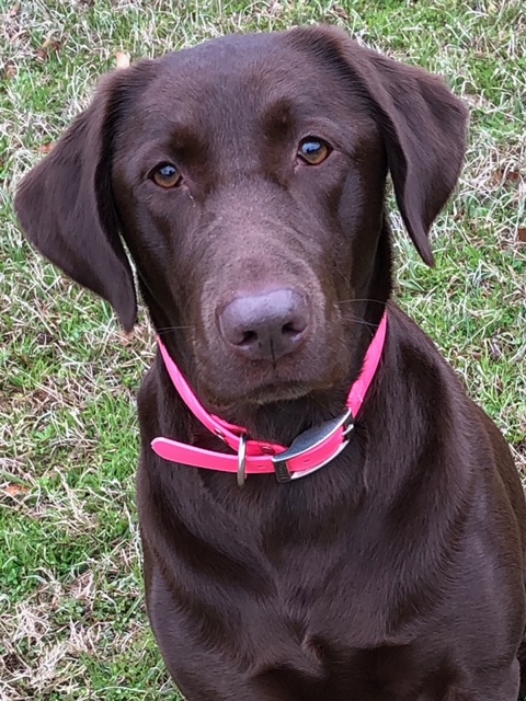 Ambrose's Getting It Done Gabby | Chocolate Labrador Retriver