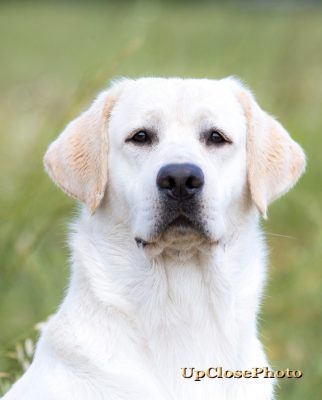 Enchanted Oasis Rio Blanco Of Yellow Rose MH | Yellow Labrador Retriver