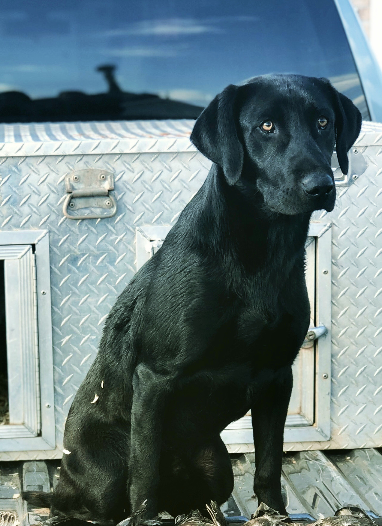 Ranger Of The Heartland | Black Labrador Retriver