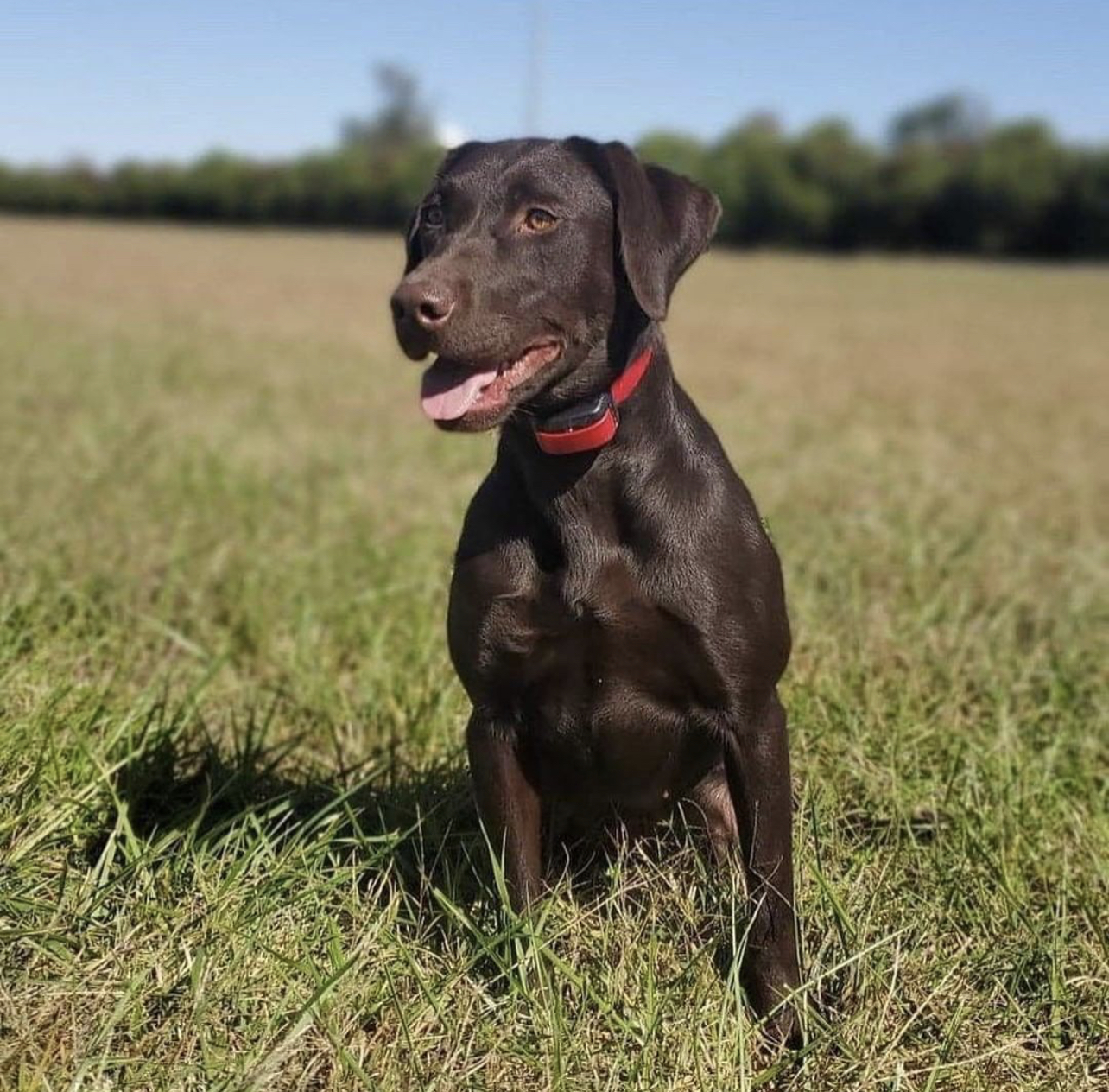 HR Cuttin Her Loose  SH | Chocolate Labrador Retriver