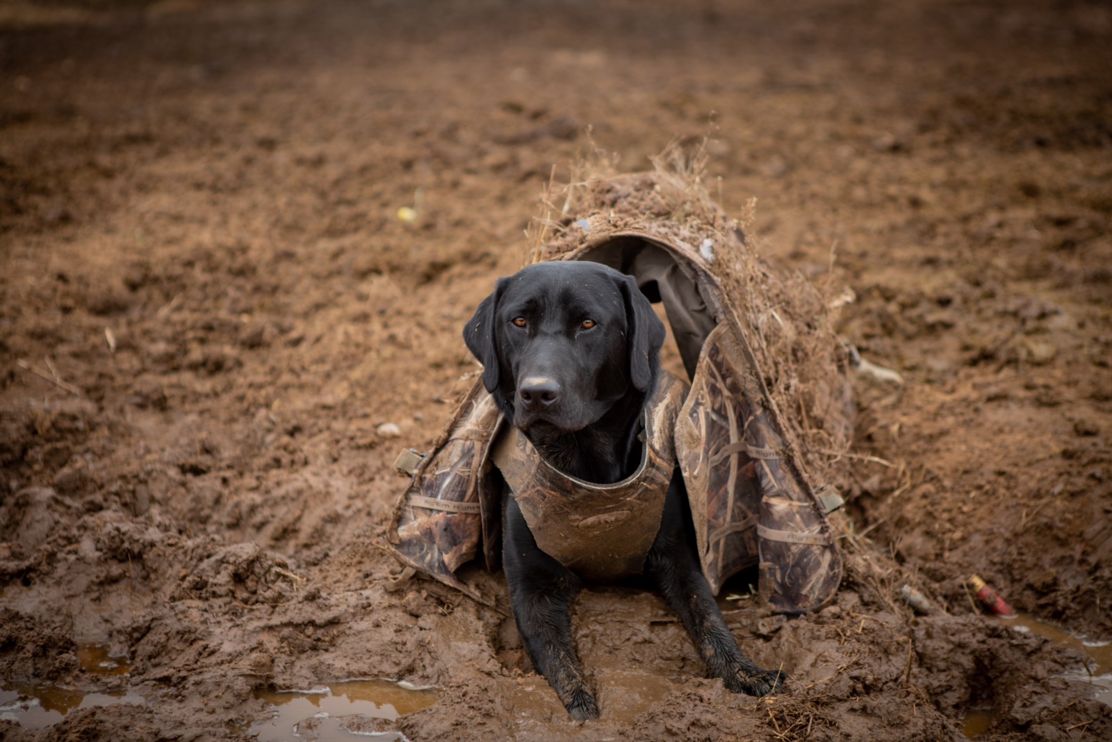 Does It Like A God In The Game MH | Black Labrador Retriver