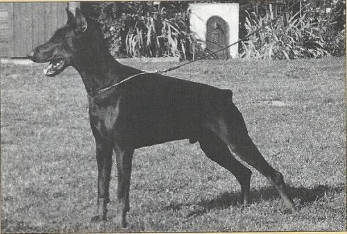 Faenian Fenris v. Diaspora | Black Doberman Pinscher