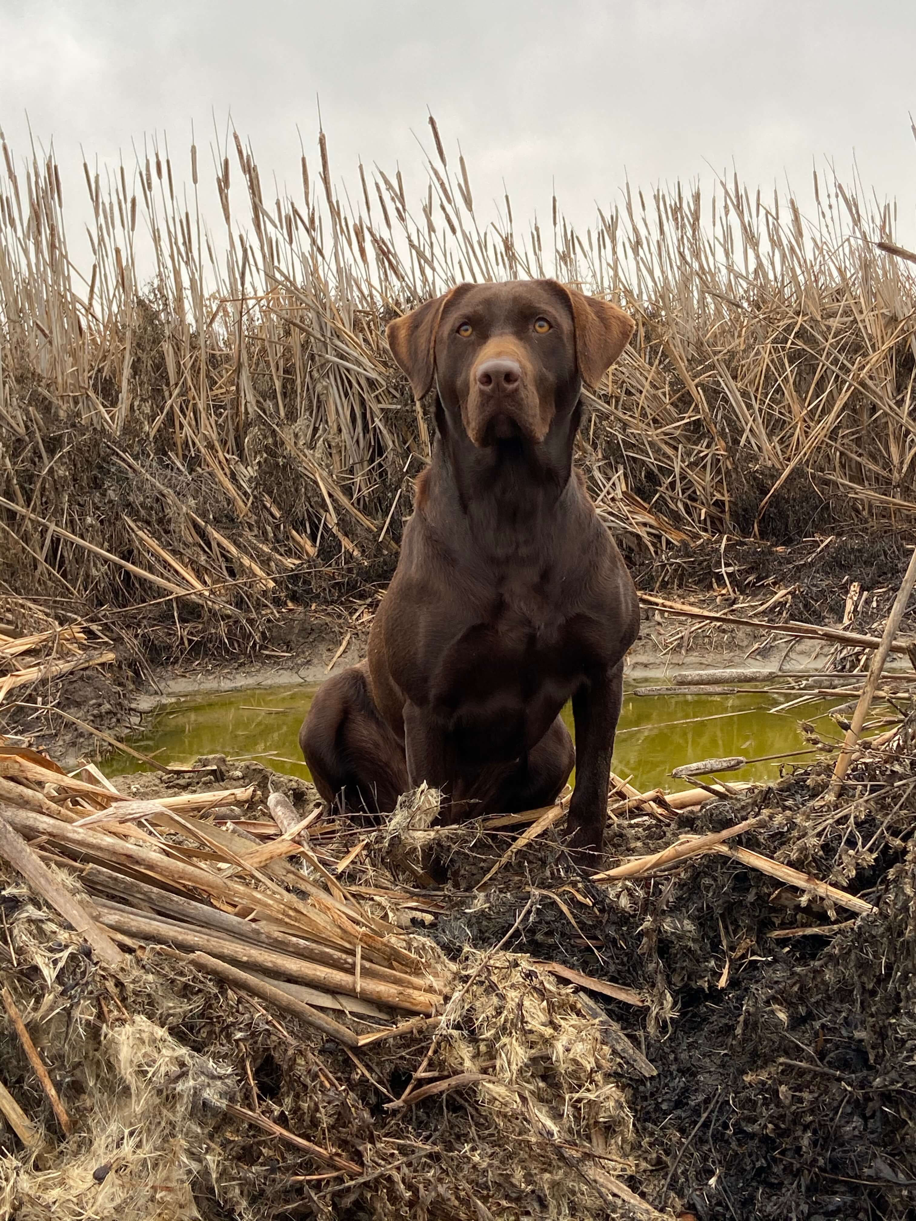 Andersen Acres Scout | Chocolate Labrador Retriver