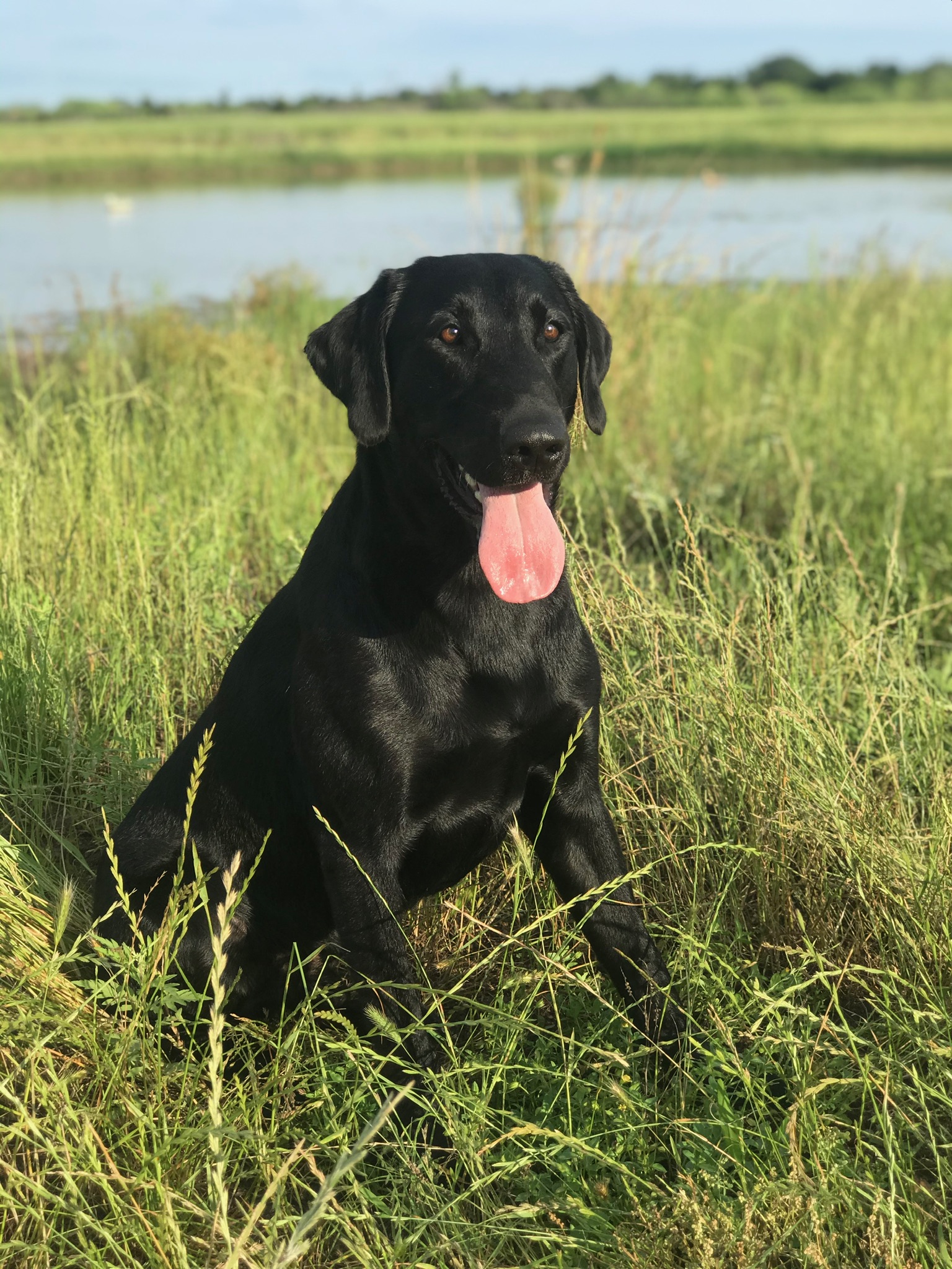 Tie A Knot And Hang On MH | Black Labrador Retriver