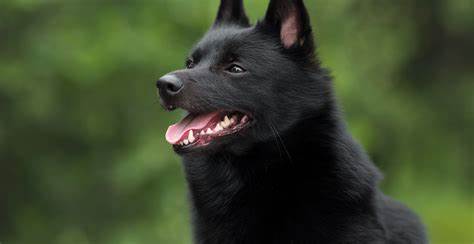 Schipperke