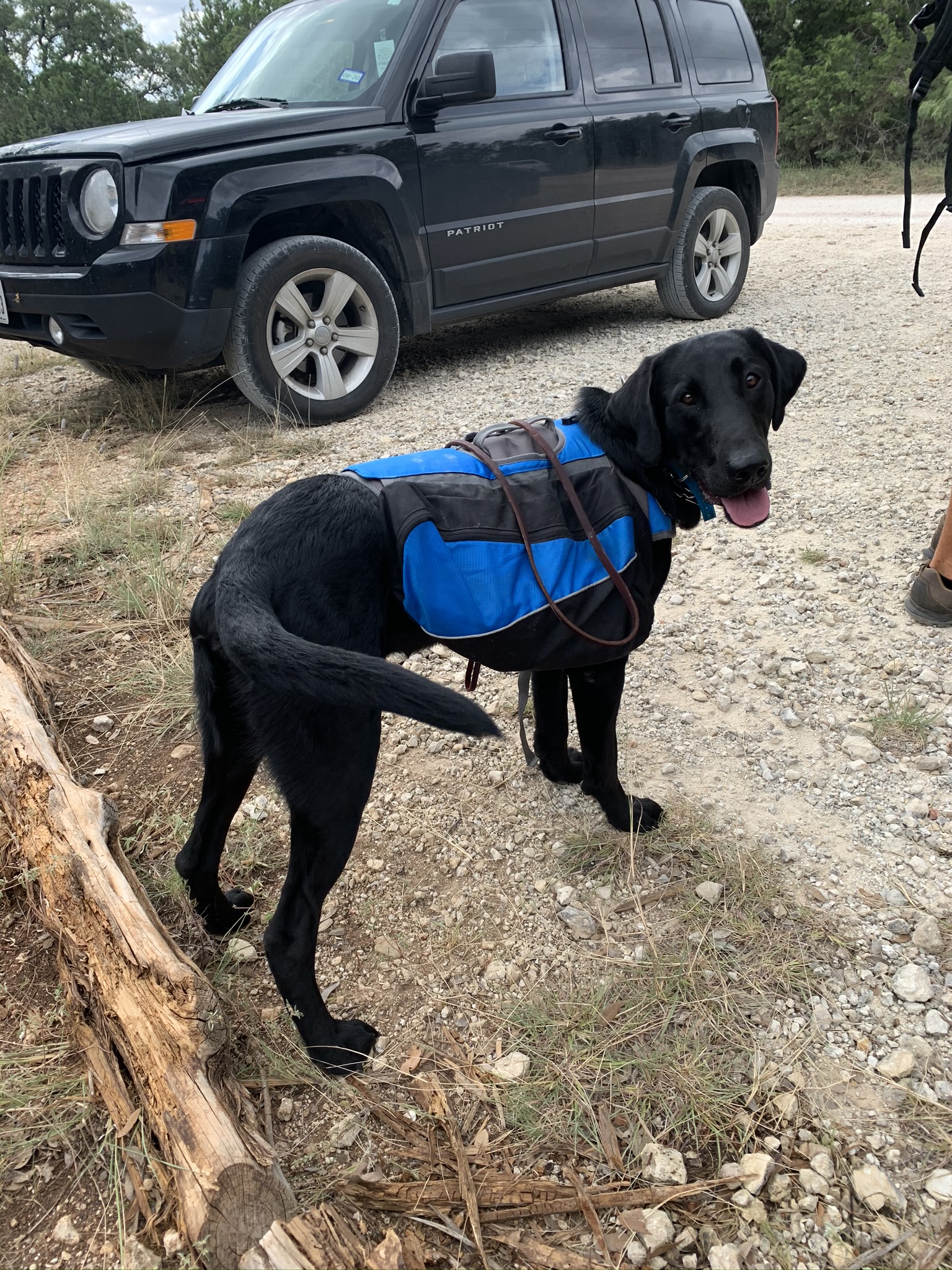 Tie A Knot And Hang On MH | Black Labrador Retriver