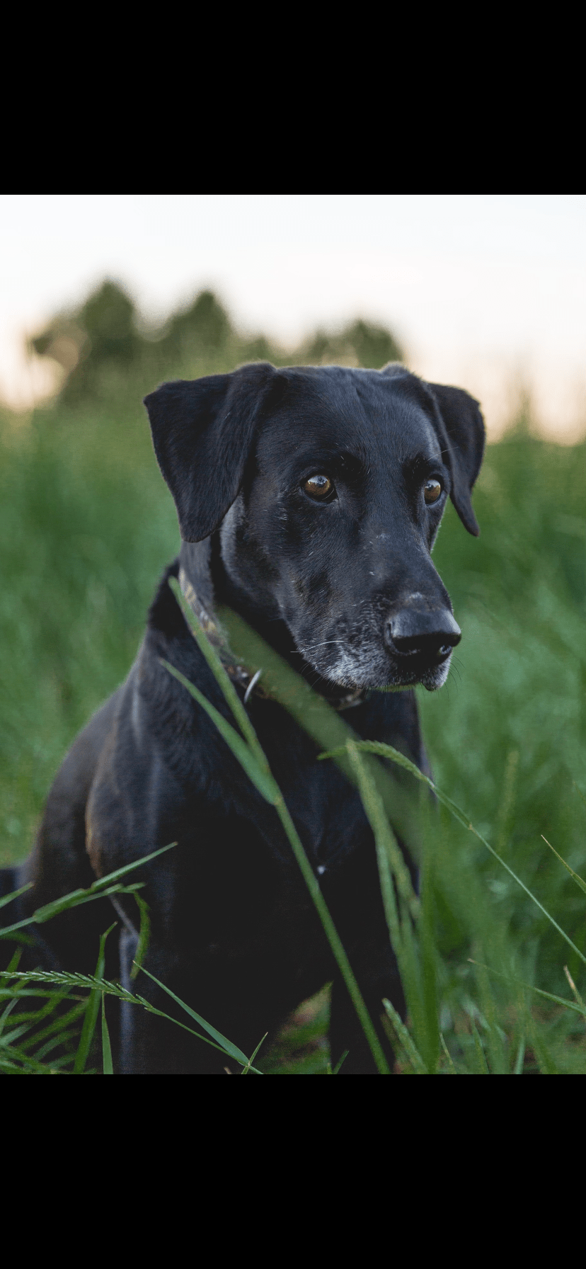 Cazadores ruger didier | Black Labrador Retriver