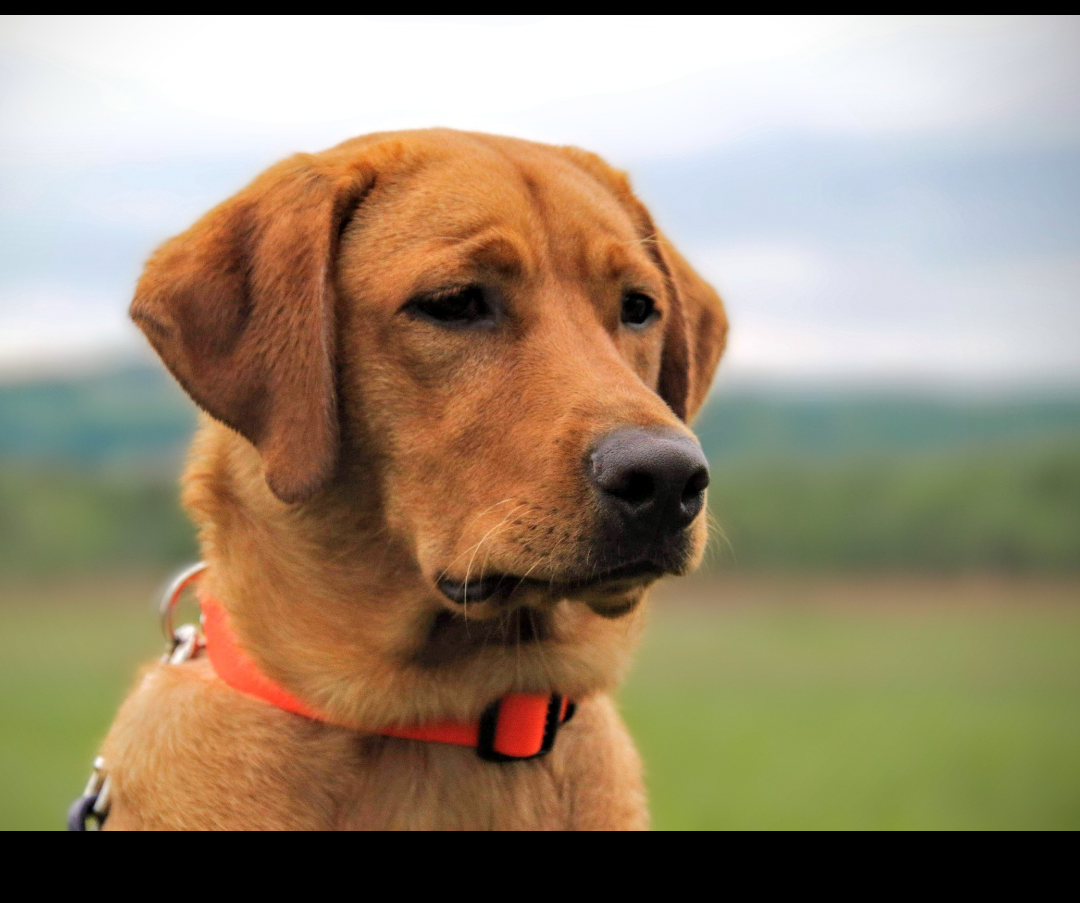 WSD Semkos I Gotta Biscuit Problem CGC DN | Yellow Labrador Retriver